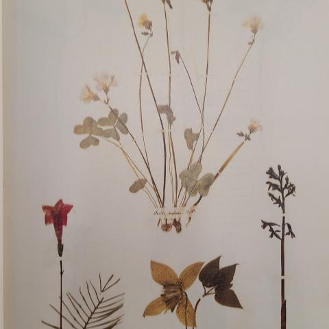 Plate 16: Sorrel, cypress-vine, purple virgin’s bower, large coralroot