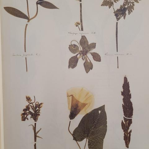 Plate 17: Bellwort, saxifrage, herb robert, orchis, bindweed, and fern 