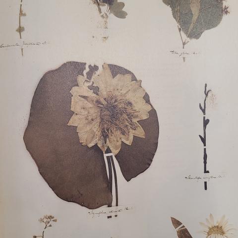 Plate 32: Venus’s looking glass, currant, basswood, water lily, Indian pipe, forget-me-not, pomegranate, strawflower