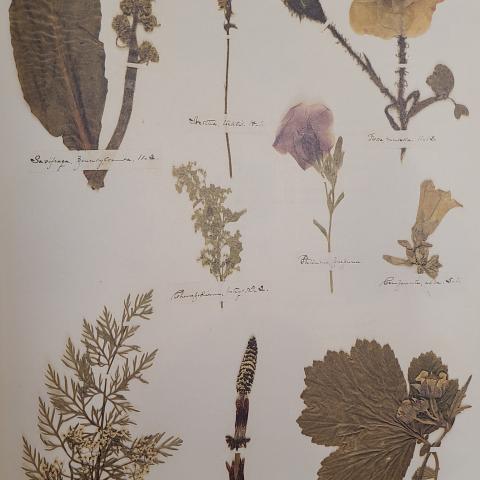 Plate 39: Saxifrage, ladies’-tresses, moss rose, Jerusalem oak, petunia, bellflower, caraway, horsetail, avens 