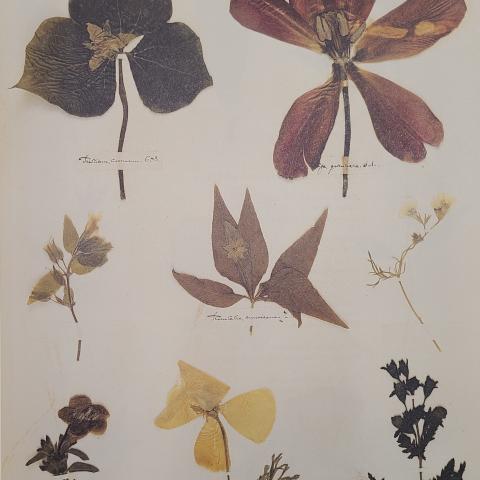 Plate 43: Trillium, tulip, muskflower, starflower, gilia, two types of false foxglove, California 