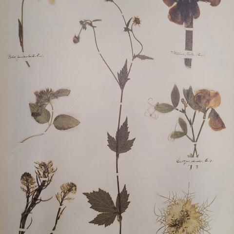 Plate 60: Phlox, spatterdock, basil, avens, sweet pea, winter cress, love-in-a-mist