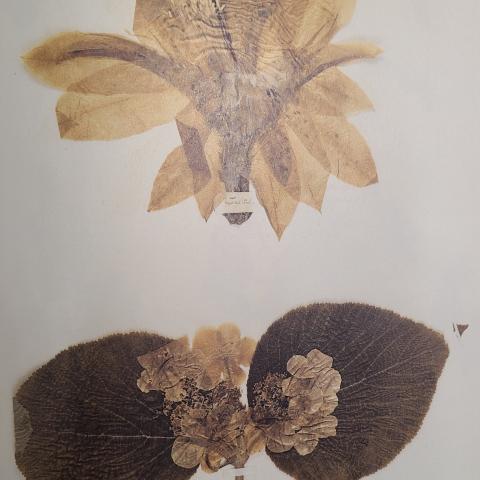Plate 64: Cactus, hobblebush