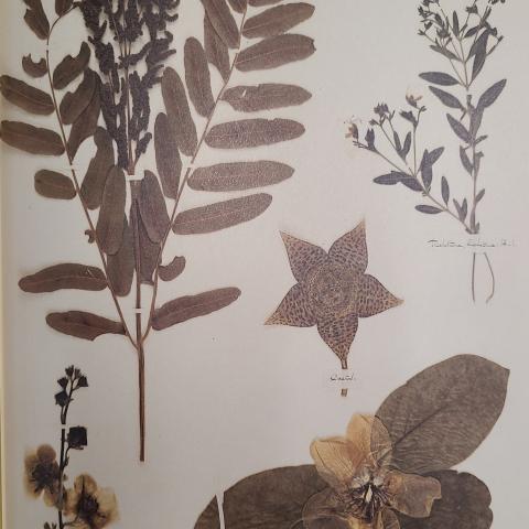 Plate 66: Fern, blue curls, toad cactus, moth mullien, quince