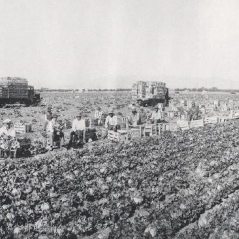 Photograph, lettuce fields and workers on the corner of Sepulveda and Victory Boulevard in, Our Home in the Valley: The Centennial Celebration of the Daily News