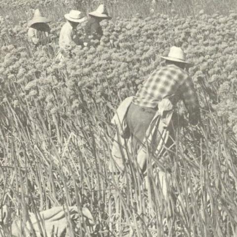 Immigrant workers on fruit farm. Report from the Center of Philosophy & Public Policy, 1981
