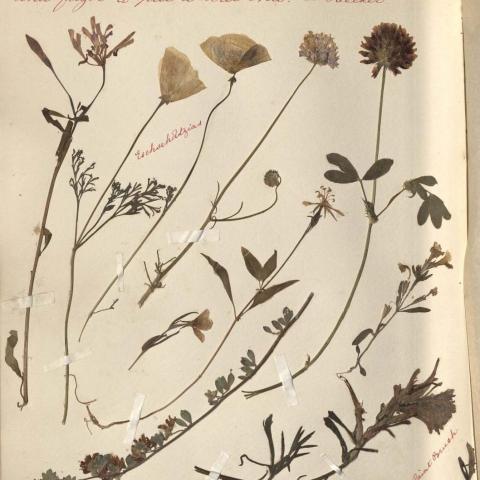 Journal page with various pressed flowers attached