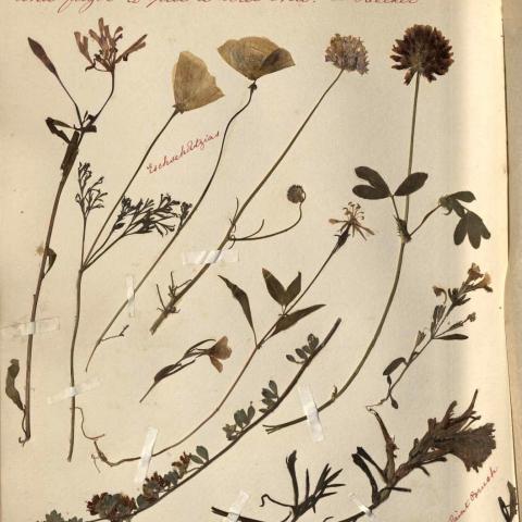 Page with pressed flowers