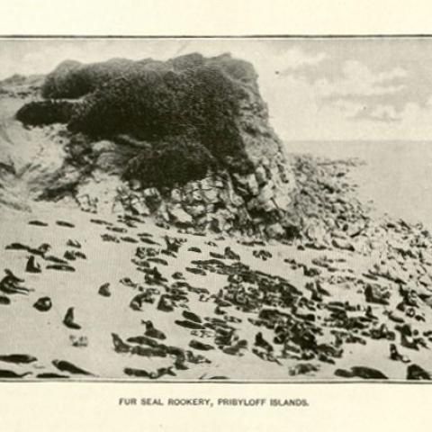 Fur seal rookery in the Pribilof Islands. F908 .U672