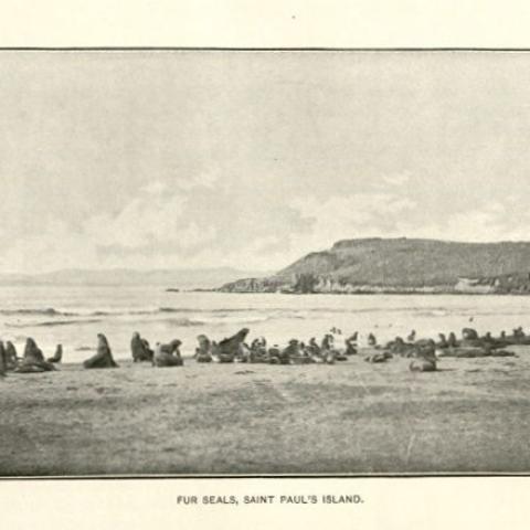 Fur seals on St. Paul’s Island. F908 .U672