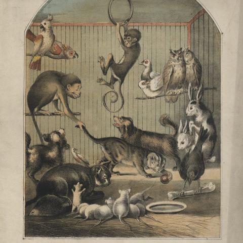 The Happy Family Quadrille by Stephen Glover