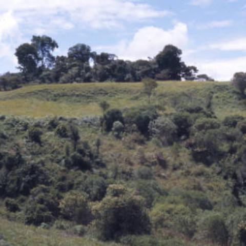 Hill with bushes at San Agustín Archaeological Park. In the image's background are many trees and a cloudy sky. This image conveys the landscape in which these sculptures were built. San Agustín Archaeological Park is home to the most extensive collection of religious monuments in Latin America, the world's largest necropolis. Photo taken in 1975. Digital ID: 99.01.RCr.sl.B17.04.22.18