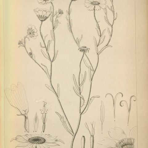Drawing, Layia Pentachaete (Sierra Tidy Tips, or Sierra Layia)