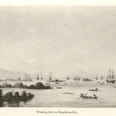 Illustration of whaling fleet, in Journal Aboard the Bark Ocean Bird On a Whaling Voyage to Scammon's Lagoon, Winter of 1858-1859, 1970