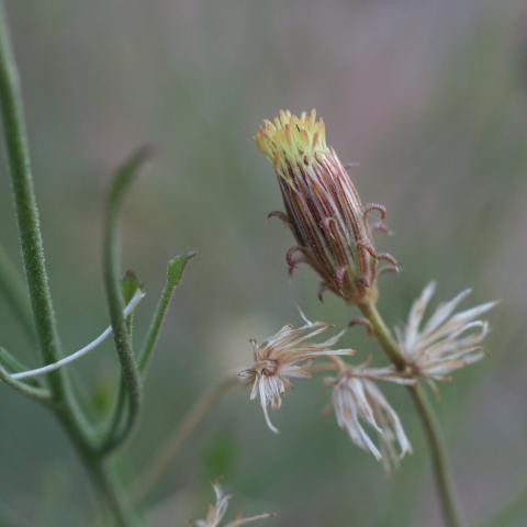 Bush Arrowleaf photographed inside Mosaic Canyon