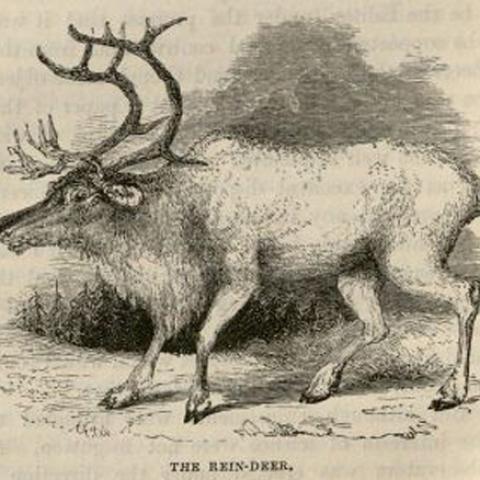 The rein-deer. Winter in the Arctic Regions, page 96. [G630.B7 W55 1846]