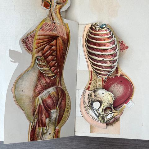 Paper mannequin from Woman in Girlhood, Wifehood, Motherhood. RG121 .S67