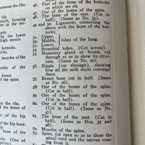 Detail of where the mammary gland can be found on the paper mannequin from Woman in Girlhood, Wifehood, Motherhood. RG121 .S67