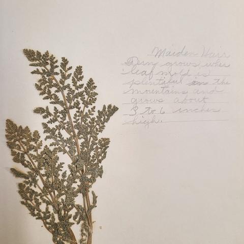 Maiden Hair Fern, from elementary school herbarium