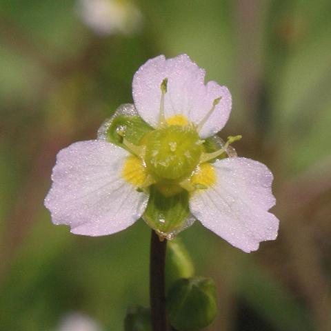 Northern Water-Plantain with unusual pink-petaled flower