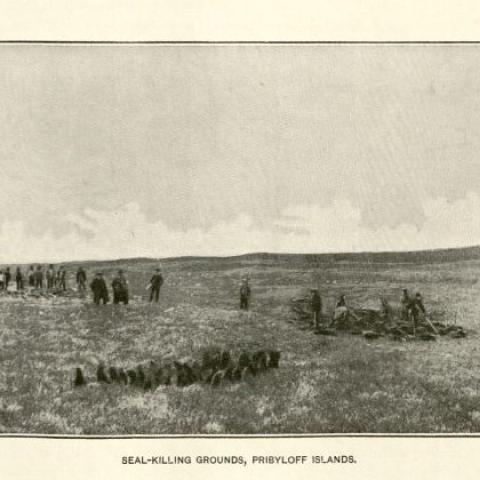 Fur seal killing grounds in the Pribilof Islands F908 .U672