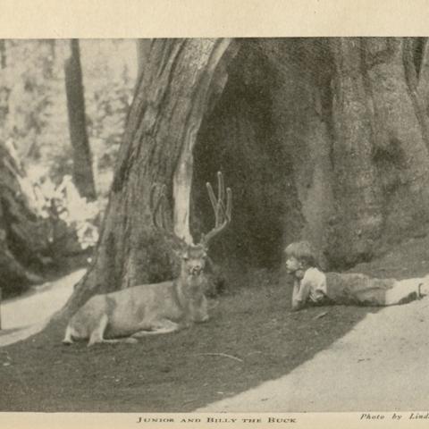 The Lore and the Lure of Sequoia and Kings Canyon