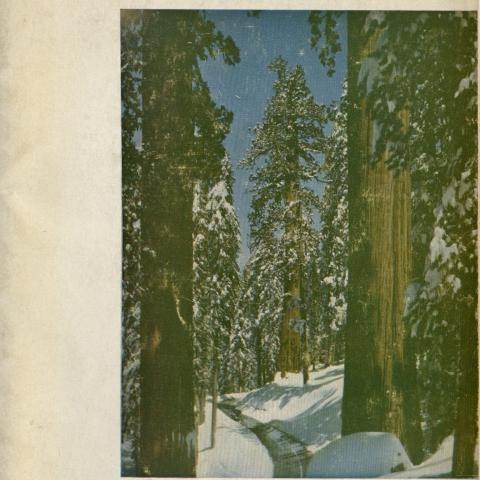 The Giants of Sequoia and Kings Canyon
