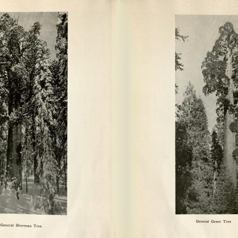 The Giants of Sequoia and Kings Canyon