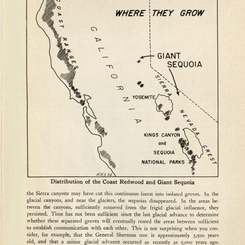 The Giants of Sequoia and Kings Canyon