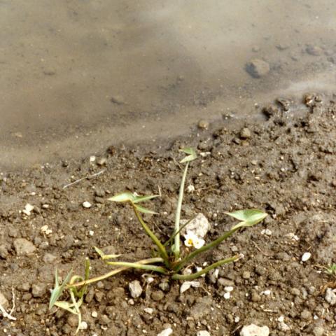 Native iris planted at shoreline at the Sepulveda Wildlife Reserve, April 1981