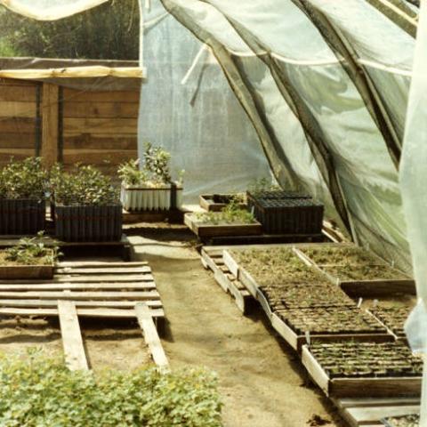 Native flora, ready for planting, in greenhouse at Sepulveda Wildlife Reserve, April 1981