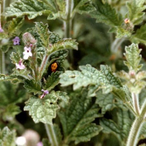 Native shrub planted at Sepulveda Wildlife Basin, with lady beetle pupa, 1981