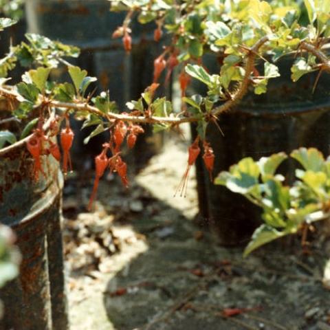 Flowering shrubs to be planted at the Sepulveda Wildlife Reserve, April 1981