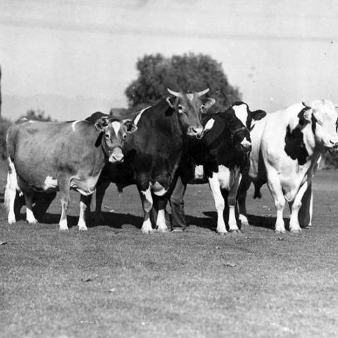 Adohr Farms' Los Angeles County Fair grand champion Holstein cattle, including Holstein cow Marathon May and bull Echoland Marvel, 1937