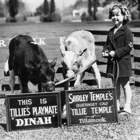 Actress Shirley Temple posing for a publicity photograph with cows Tillie Temple and Dinah from Adohr Farms in Reseda, ca. 1937