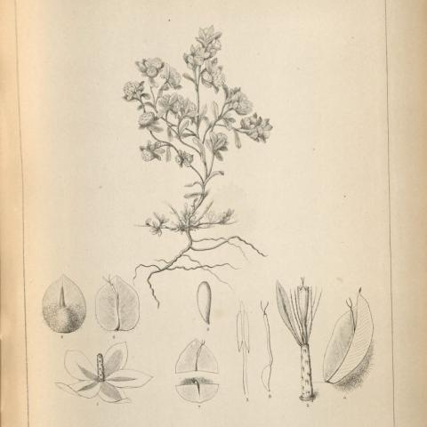 Drawing, Stylocline Gnaphaloides (Everlasting Neststraws)