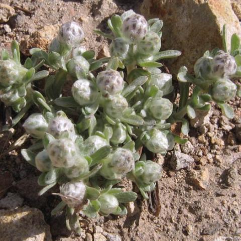Everlasting neststra, Sierra Tidy Tips blossom