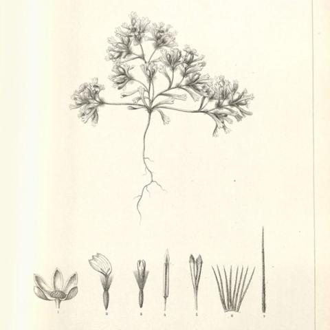 Drawing, Syntrichopappus Fremontii (Fremont’s Gold)
