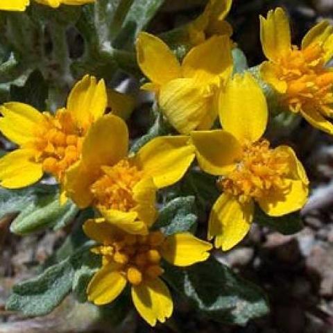Syntrichopappus fremontii (Fremont's Gold)