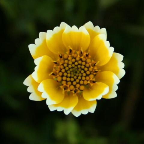 Sierra Tidy Tips blossom