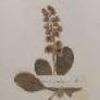 Detail of a pressed flower from page 1 of Emily Dickinson's Herbarium