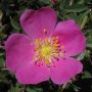 Photo of one of two species of rose native to California
