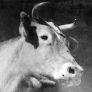 Champion Guernsey dairy cow Linetta, ca. 1937