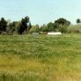 Meadow and greenhouses at the Sepulveda Wildlife Reserve, April 1981