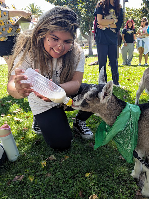 student bottle-feeding a goat