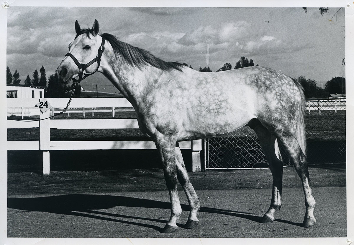 The gray Argentinian stallion Biscailuz is shown. After arriving in the United States, he won the Havre de Grace Handicap in 1946.