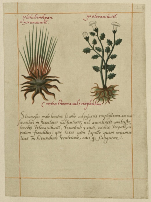 Datura from the Codex Badiano by Martin de la Cruz