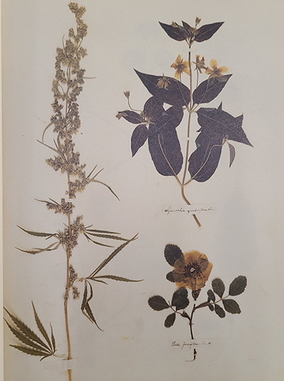 Plate 11: Marijuana, loosestrife, and pasture rose