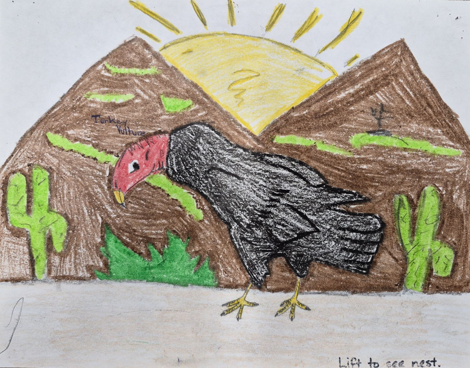 Drawing of turkey vulture