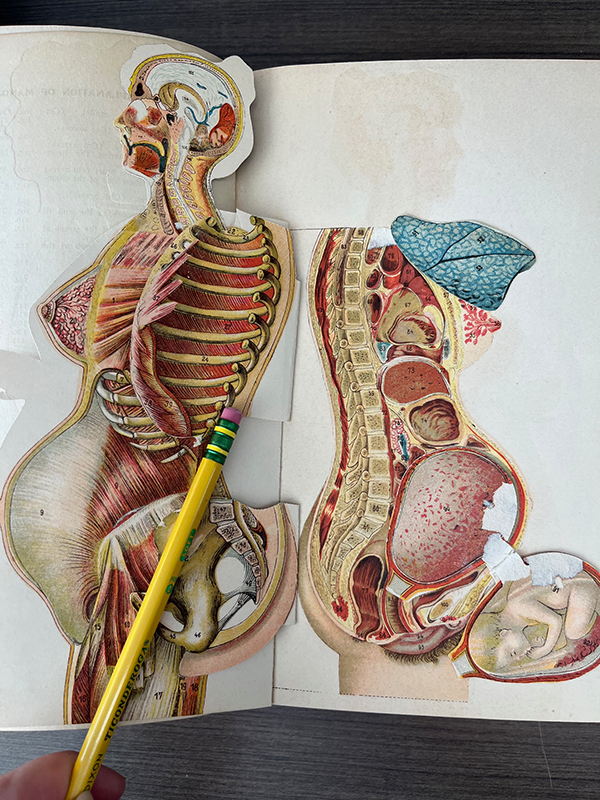 paper mannequin from Woman in Girlhood, Wifehood, Motherhood